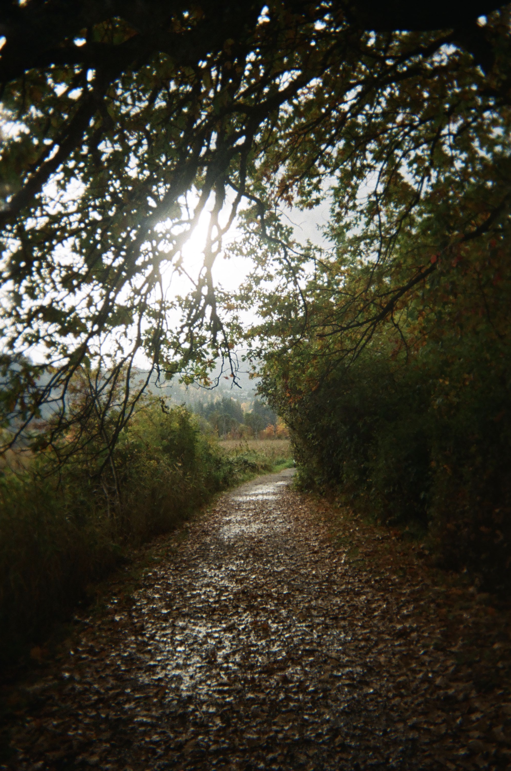 autumn leaves on a trail.jpg